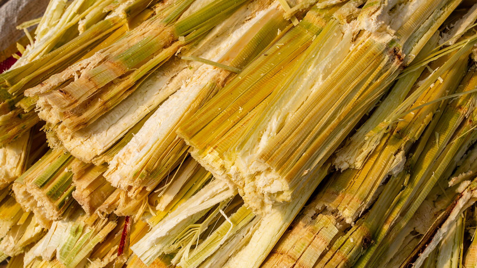 Sugarcane Bagasse